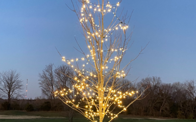 Festus Christmas Light Installation – Transforming Autumn Trees into Winter Wonders